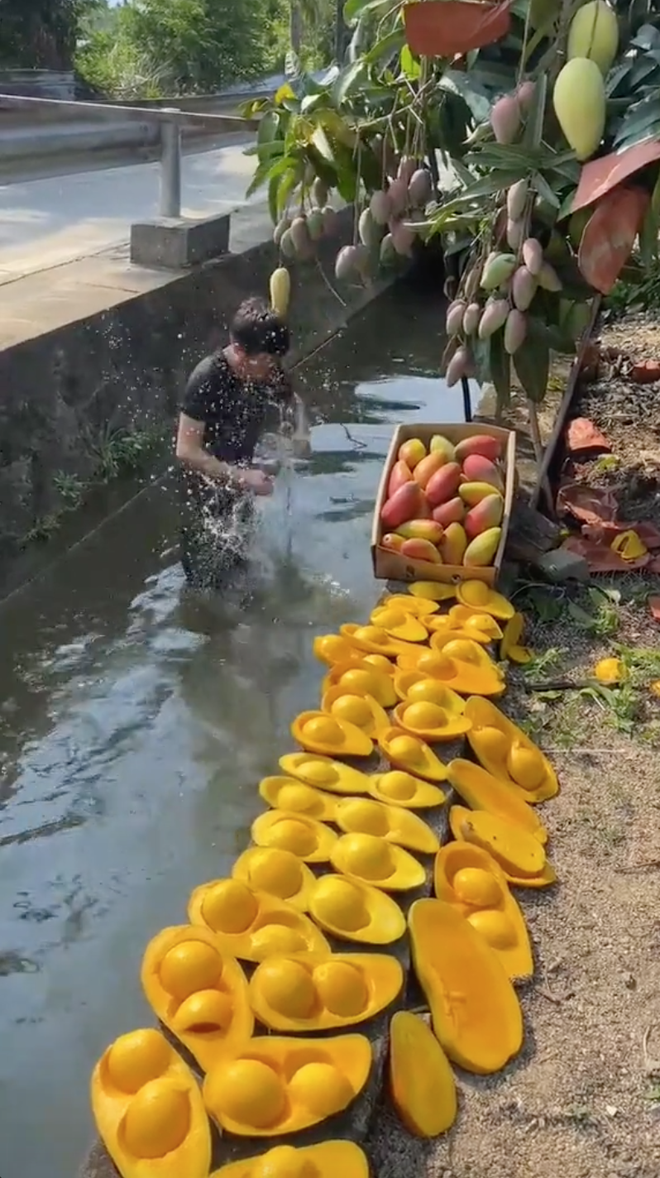 Cảnh tượng vặt cả trăm quả xoài cực thích mắt nhưng dân mạng lại phát hiện 1 chi tiết bất thường - Ảnh 2.