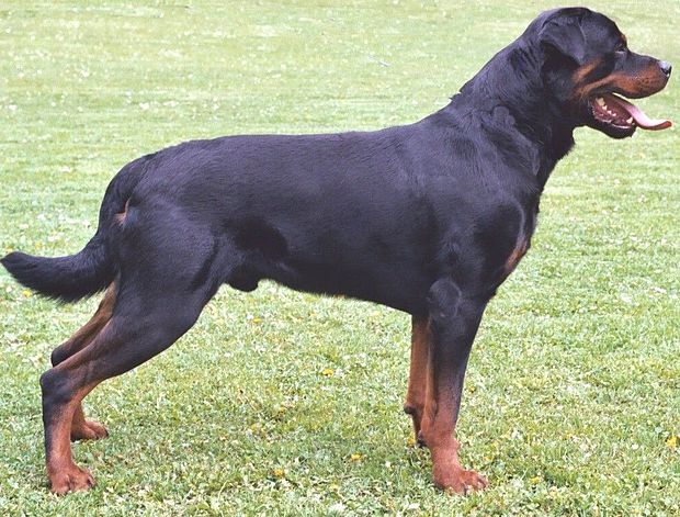 Chó Husky cậy to bắt nạt chó con, 1 năm sau nhìn thấy kích thước của đối phương mà hoảng - Ảnh 2.