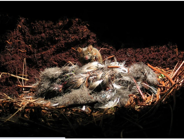 Bị con người bỏ lại trên đảo hoang 200 năm, những con chuột nhà đã tiến hóa thành một loài ăn thịt khát máu - Ảnh 6.