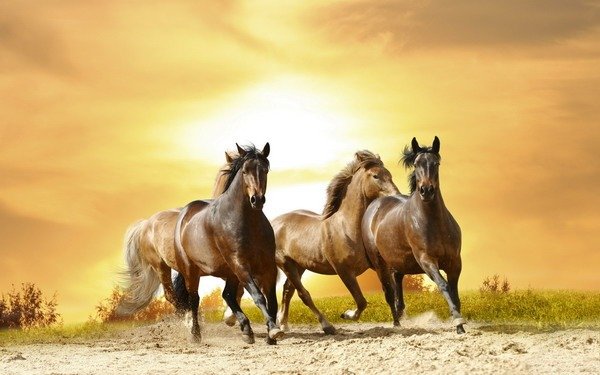 Horoscope for the week of May 23 - May 29, 2022 of the 12 animals: 3 are the luckiest of all - Photo 3.