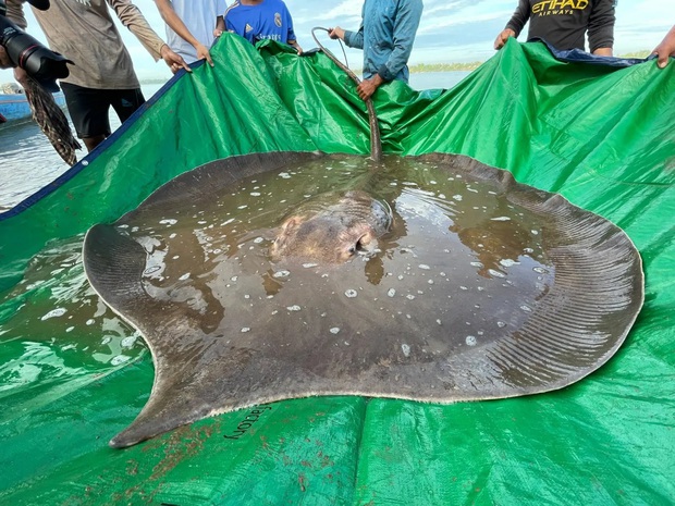 A giant sea monster weighing nearly 200kg appeared in the Mekong River, causing many worrying dangers - Photo 1.