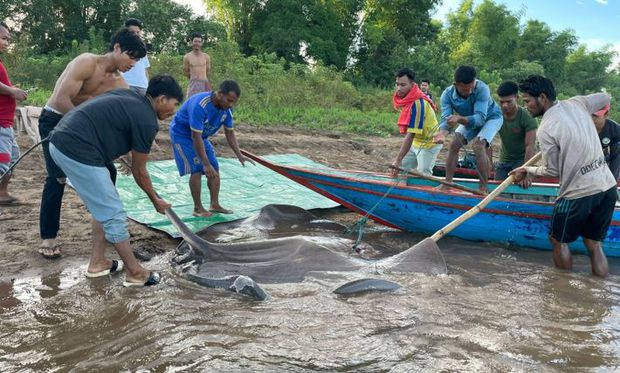 A giant sea monster weighing nearly 200kg appeared in the Mekong River, causing many worrying dangers - Photo 3.