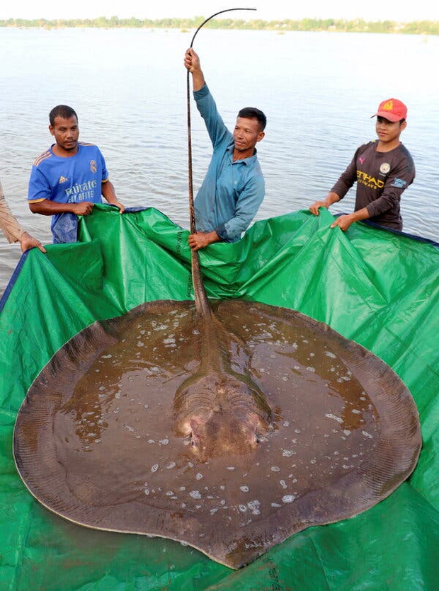 A giant sea monster weighing nearly 200kg appeared in the Mekong River, causing many worrying dangers - Photo 5.