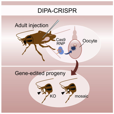  Các nhà khoa học vừa tạo ra một loài gián đột biến gen bằng công nghệ CRISPR  - Ảnh 6.
