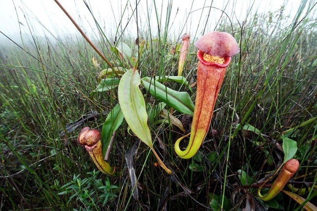 Cambodia begs people to stop picking pitcher plants - Photo 1.