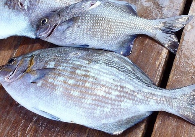 The name of the fish is very scary, in the past everyone stayed away, now it is hunted by gourmets, 200,000 VND / kg - Photo 1.