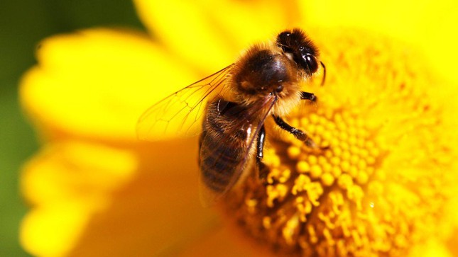 Ong ăn thịt, ong mật Việt Nam biết dùng công cụ, phân ong suýt gây đối đầu Chiến tranh Lạnh - Ảnh 3.