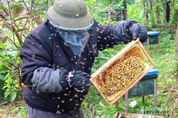 Bees eat meat, Vietnamese honey bees know how to use tools, and bee droppings almost caused a confrontation with the Cold War - Photo 9.