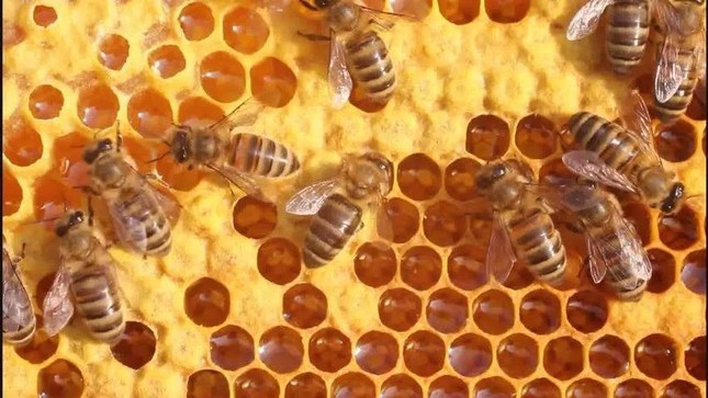 Ong ăn thịt, ong mật Việt Nam biết dùng công cụ, phân ong suýt gây đối đầu Chiến tranh Lạnh - Ảnh 10.