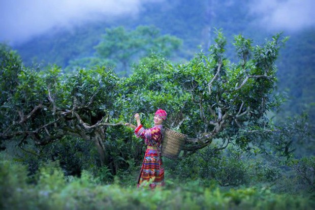 Độc đáo ngôi nhà làm từ hơn 2 tấn trà Shan Tuyết cổ thụ ở Hà Giang - Ảnh 3.