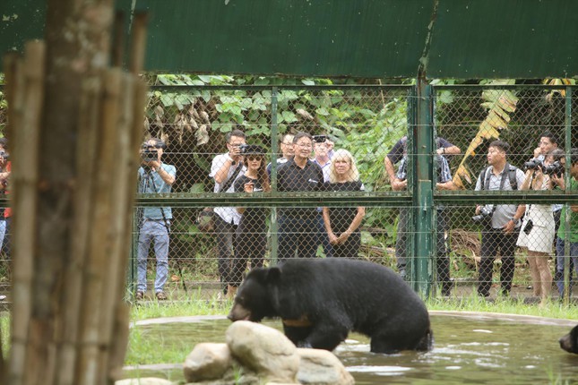 There will be more large-scale bear rescue centers - Photo 1.
