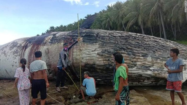 Xác cá nhà táng khổng lồ trôi dạt vào bờ biển Philippines khiến các chuyên gia lo ngại - Ảnh 1.