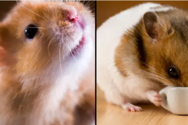 The scientist was shocked when an experiment accidentally caused a hamster to change his temper - Photo 1.
