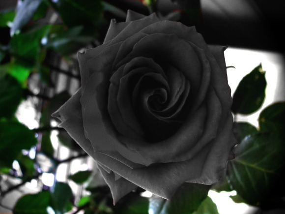 Nơi duy nhất trên thế giới trồng được loại hoa hồng đen huyền bí - Ảnh 3.