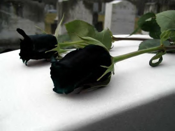 Nơi duy nhất trên thế giới trồng được loại hoa hồng đen huyền bí - Ảnh 5.
