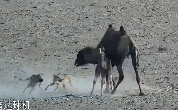Clip: Bị sói dữ tấn công suốt 4 tiếng, lạc đà mẹ căng mình bảo vệ con