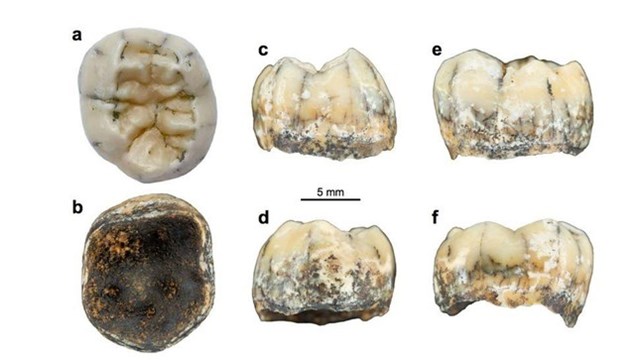 Chiếc răng cổ của bé gái bí ẩn hé lộ về người Denisovan tiền sử - Ảnh 1.