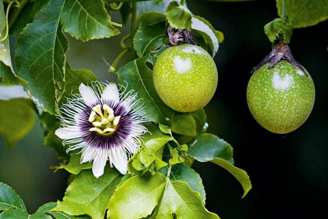 8 nutritional benefits of passion fruit and note when using - Photo 1.