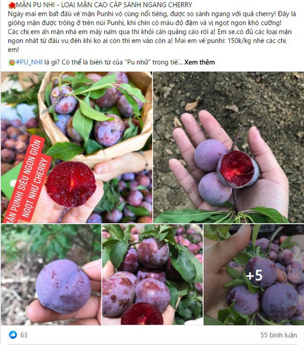 Đắt ngang nho Mỹ, ngọt như Cherry, loại mận trồng trên núi cao Việt Nam siêu hút khách - Ảnh 4.