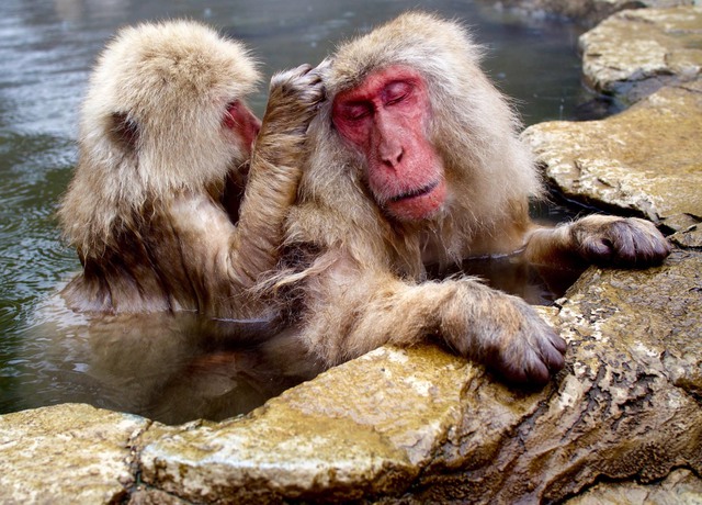 Bất ngờ, giờ đây loài khỉ Nhật Bản đã biết cưỡi hươu! - Ảnh 7.