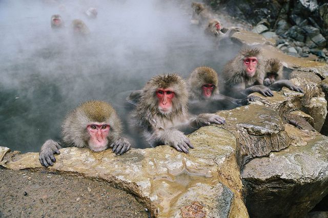 Bất ngờ, giờ đây loài khỉ Nhật Bản đã biết cưỡi hươu! - Ảnh 9.