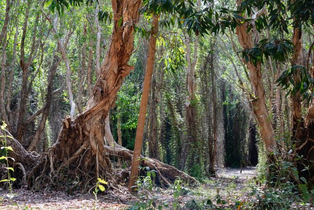 Hết lên núi, xuống biển rồi thì mình vào rừng nguyên sinh thám hiểm, đi làng nổi chèo ghe ngay sát TP.HCM - Ảnh 9.