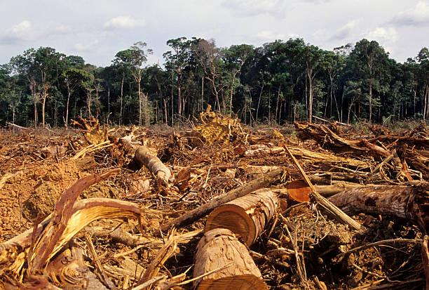Nhiều loài sinh vật đã mất môi trường sống do cháy và nạn phá rừng ở Amazon - Ảnh 1.