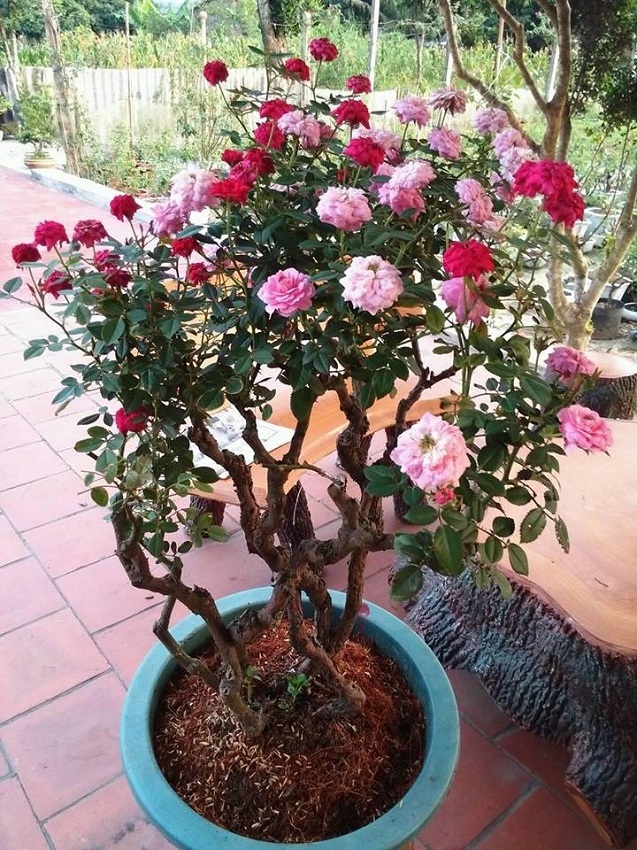 Clip cây hoa hồng bonsai dáng lạ hút triệu view, dân chơi trầm trồ khen cách ghép cây - Ảnh 4.