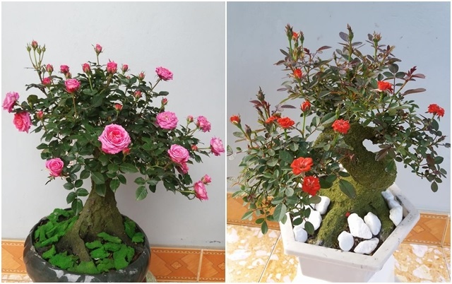 Clip cây hoa hồng bonsai dáng lạ hút triệu view, dân chơi trầm trồ khen cách ghép cây - Ảnh 5.