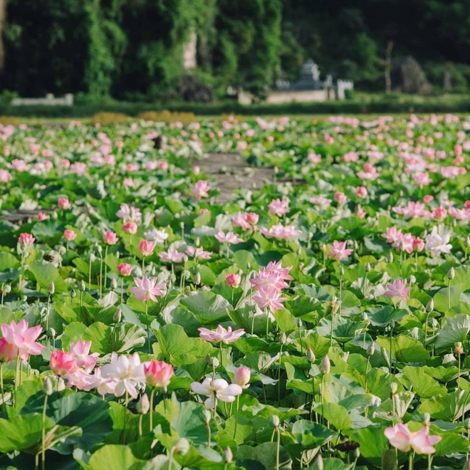 Đừng bỏ lỡ mùa sen đẹp nhất Ninh Bình: Góc nào đứng vào cũng ngút ngàn! - Ảnh 8.