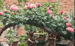 Clip cây hoa hồng bonsai dáng lạ 'hút' triệu view, 'dân chơi' trầm trồ khen cách ghép cây