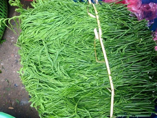   Vietnam has 4 types of vegetables that are more expensive than fish and meat, but if you want to eat, you may not have to buy them - Photo 11.