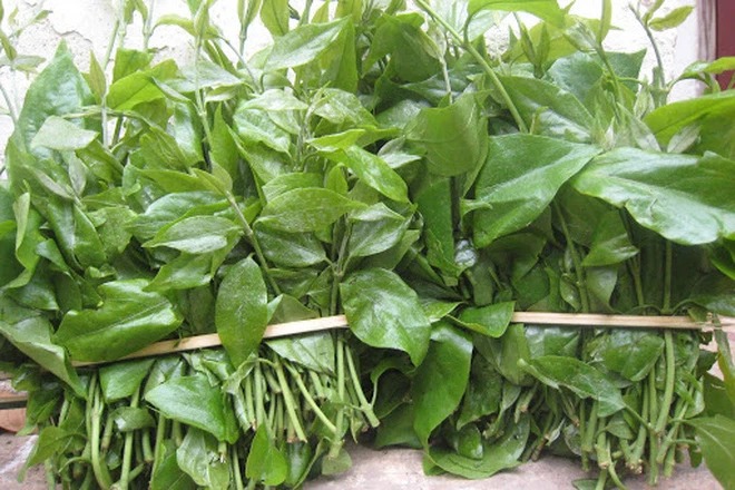 Việt Nam có 4 loại rau giá đắt hơn cả thịt cá, muốn ăn cũng chưa chắc đã có để mua - Ảnh 9.