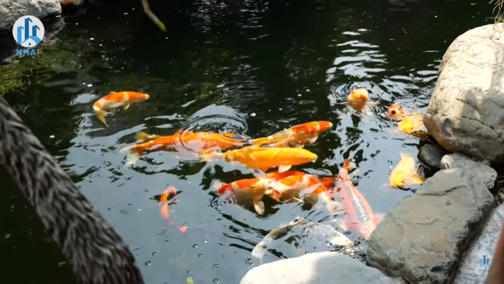 Cho&aacute;ng ngợp biệt thự hoa lan Năm C&aacute;nh Trắng Kinh Bắc rộng 1.000m2 nổi tiếng tại Bắc Ninh - Ảnh 5.