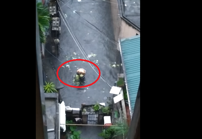 Bi hài clip người đàn ông ‘hôi của’ 2 cây bắp cải đi lạc dưới mưa ngập ở Hà Nội - Ảnh 2.