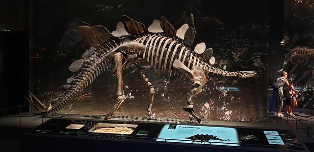Các manh mối hóa học tiết lộ tốc độ trao đổi chất của các loài khủng long: Tyrannosaurus rex máu nóng, Stegosaurus máu lạnh! - Ảnh 1.