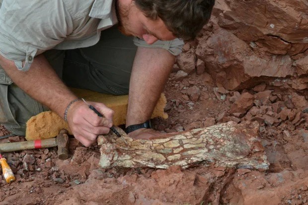 Xương hoá thạch loài thằn lằn bay hé lộ bí mật mới về cuộc sống cổ xưa - Ảnh 1.