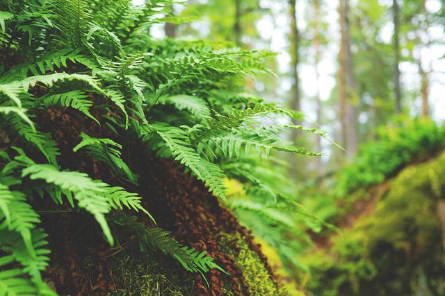 From the case of the woman who fell into the Yen Tu abyss, she still miraculously survived for 7 days: What are the effects of ferns and passion fruit and how to find water and food when in trouble in the forest?  - Photo 5.