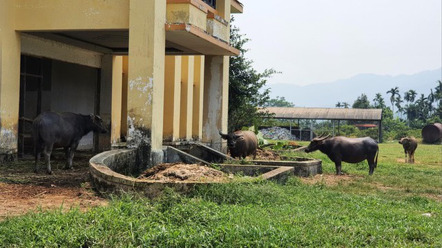  Dự án hơn 4.000 tỷ thành trang trại trâu, bò  - Ảnh 2.