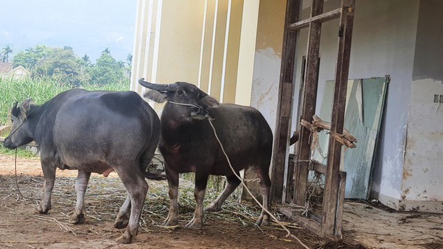  Dự án hơn 4.000 tỷ thành trang trại trâu, bò  - Ảnh 5.