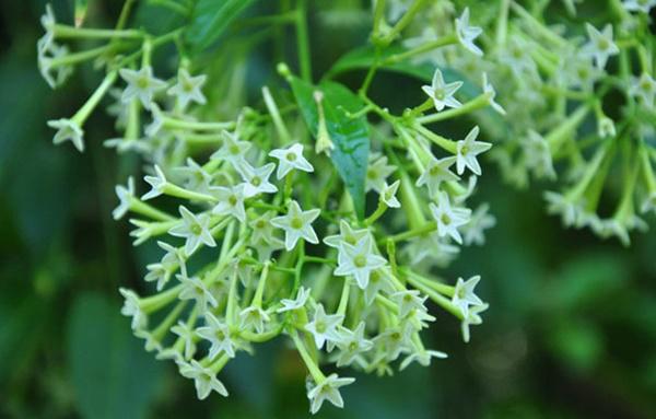 6 loại hoa cực đẹp khiến ruồi muỗi “đột tử”, không dám vào nhà - Ảnh 5.