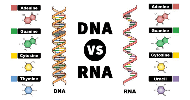 Thành phần DNA và RNA đã xuất hiện đầy đủ trên thiên thạch, các nhà khoa học Nhật khẳng định sự sống tới từ ngoài Trái Đất - Ảnh 3.