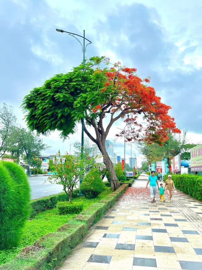 Dân tình “bấn loạn” trước cây phượng hai màu đang “sốt xình xịch” ở Vũng Tàu, rủ nhau đến check-in rần rần - Ảnh 1. Dân tình “bấn loạn” trước cây phượng hai màu đang “sốt xình xịch” ở Vũng Tàu, rủ nhau đến check-in rần rần - Ảnh 1.