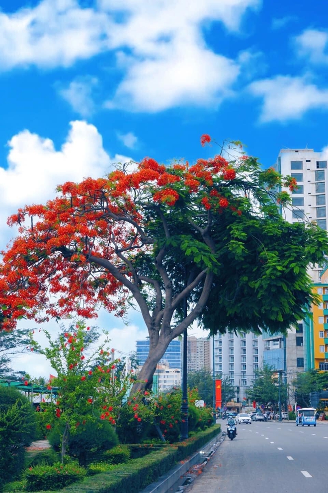 Dân tình “bấn loạn” trước cây phượng hai màu đang “sốt xình xịch” ở Vũng Tàu, rủ nhau đến check-in rần rần - Ảnh 2. Dân tình “bấn loạn” trước cây phượng hai màu đang “sốt xình xịch” ở Vũng Tàu, rủ nhau đến check-in rần rần - Ảnh 2.