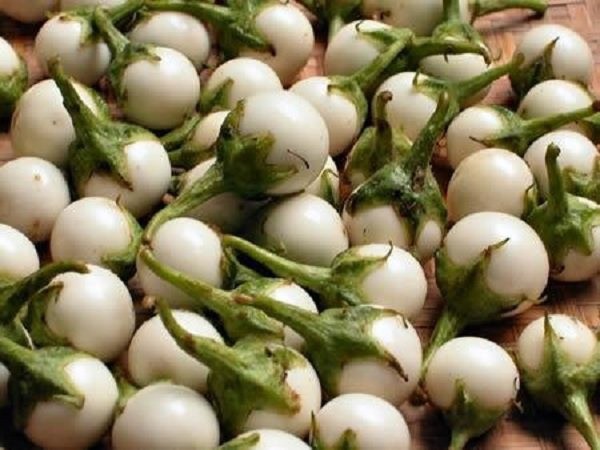 Quả cà không chỉ đưa cơm mà còn là vị thuốc trị bệnh - Ảnh 1. Quả cà không chỉ đưa cơm mà còn là vị thuốc trị bệnh - Ảnh 1.