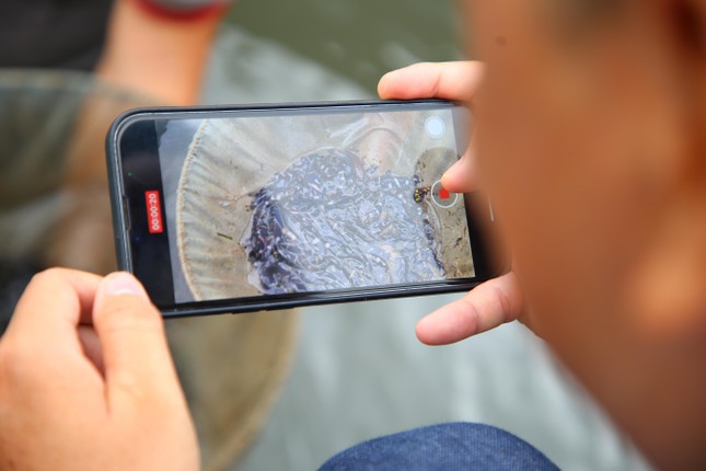 A close-up of a rare species of fish that is about to become extinct in the West is raised in the middle of the Hau river - Photo 3.