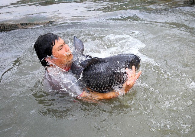 A close-up of a rare species of fish that is about to become extinct in the West is raised in the middle of the Hau river - Photo 5.