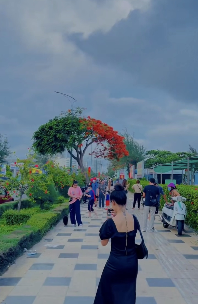 Dân tình “bấn loạn” trước cây phượng hai màu đang “sốt xình xịch” ở Vũng Tàu, rủ nhau đến check-in rần rần - Ảnh 3. Dân tình “bấn loạn” trước cây phượng hai màu đang “sốt xình xịch” ở Vũng Tàu, rủ nhau đến check-in rần rần - Ảnh 3.