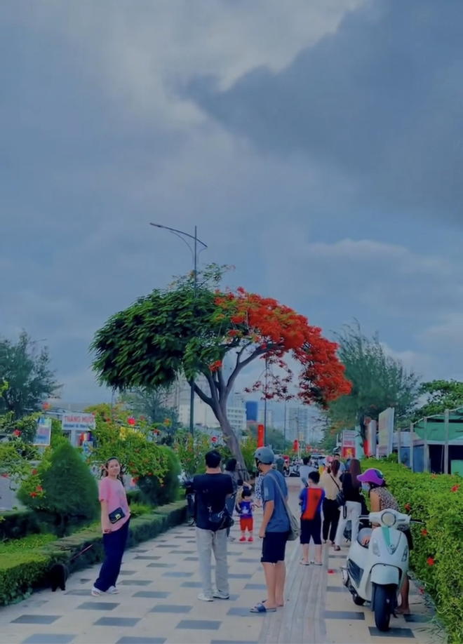 Dân tình “bấn loạn” trước cây phượng hai màu đang “sốt xình xịch” ở Vũng Tàu, rủ nhau đến check-in rần rần - Ảnh 4. Dân tình “bấn loạn” trước cây phượng hai màu đang “sốt xình xịch” ở Vũng Tàu, rủ nhau đến check-in rần rần - Ảnh 4.