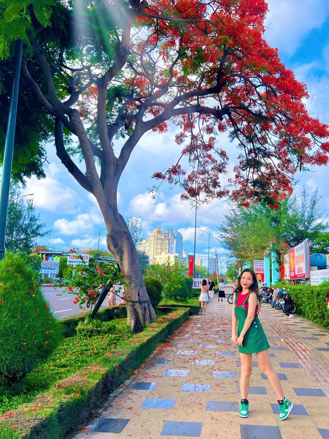 Dân tình “bấn loạn” trước cây phượng hai màu đang “sốt xình xịch” ở Vũng Tàu, rủ nhau đến check-in rần rần - Ảnh 7. Dân tình “bấn loạn” trước cây phượng hai màu đang “sốt xình xịch” ở Vũng Tàu, rủ nhau đến check-in rần rần - Ảnh 7.